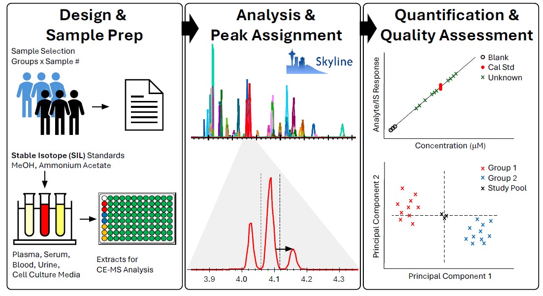 ASMS 2025: Automated and Robust CE-MS Metabolomics